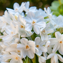 Inbal Paperwhite Bulbs